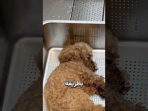أغرب طريقة لتوديع الحيوانات الأليفة! thumbnail