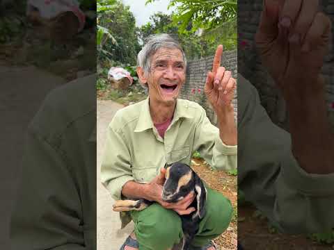 Chú dê đáng thương và ông nội tội nghiệp😥🐐 #shorts thumbnail