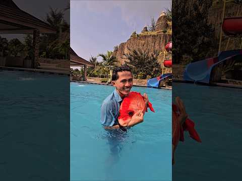 ade kk mau balapan ikan gays #trandingshorts thumbnail