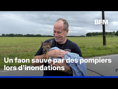 Un faon sauvé par des pompiers en intervention lors d'inondations dans l'Indiana thumbnail