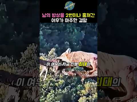 남의 밥상을 두 번이나 털어간 여우가 마주한 결말 thumbnail