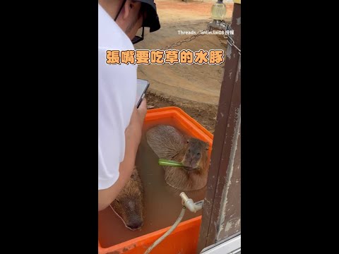 【飯來張口爽歪歪】水豚君邊泡湯邊吃 還自己張口等餵食｜#寵物雲 #shorts thumbnail