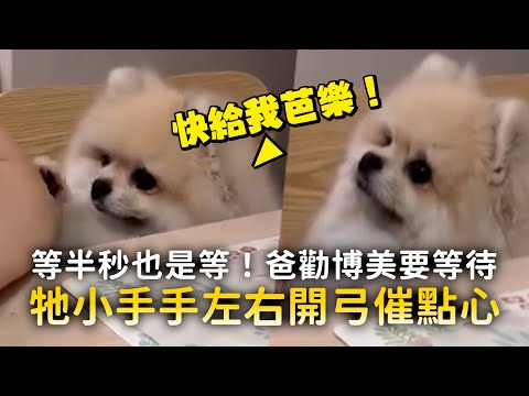 等半秒也是等！爸勸博美要等待　牠小手手左右開弓催點心 ｜#寵物雲 thumbnail