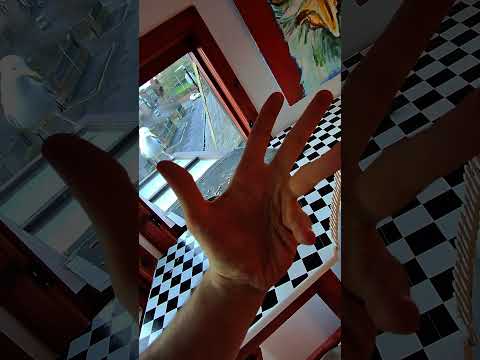 My Pet Seagulls Baby Strikes Back! thumbnail