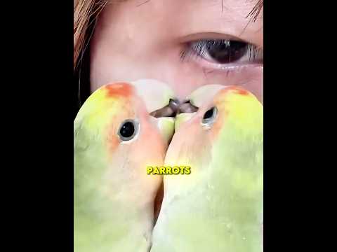 These Parrots Became Tiny Doctors 😂 thumbnail