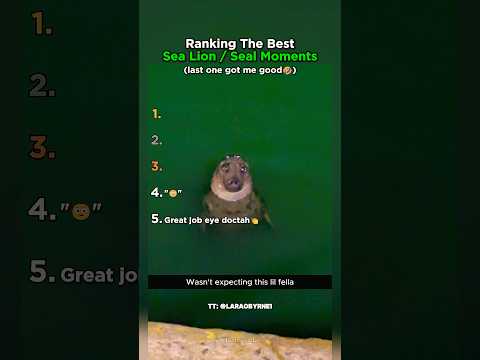Ranking The Best Sea Lion / Seal Moments thumbnail