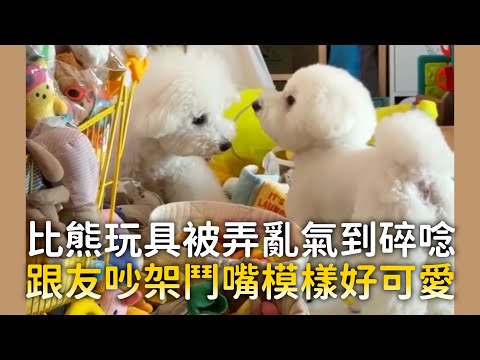 比熊玩具被弄亂氣到碎唸　跟友吵架鬥嘴模樣好可愛｜#寵物雲 thumbnail