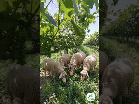 A Muzzle for Preventing Sheep from Grazing on Fruit Trees thumbnail