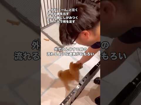 外で用を足す際の連携が取れすぎてるwww #柴犬 #子犬 #パピー #shorts thumbnail