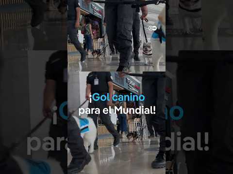 Escuadrón canino en el AIFA ayuda a viajeros nerviosos antes de volar #shorts thumbnail