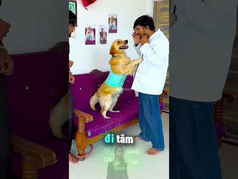Chú Cún Lập Tức Muốn Đi Tắm Khi Nghe Điều Này ? thumbnail