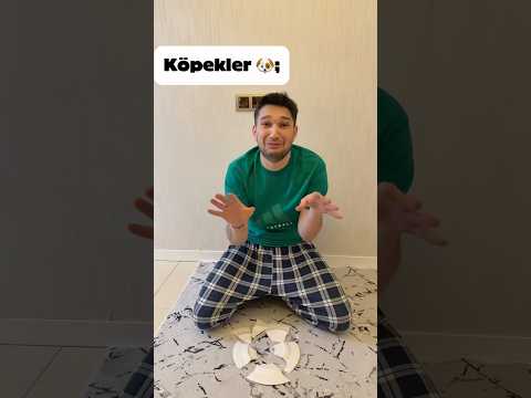 Kedi ve köpekler tabak kırarsa thumbnail