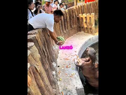 Hipopótamo aprende atrapar sandía 😱 #Catsoftiktok #CatLovers #cat #cute #FunnyCats #catcartoon #fyp thumbnail