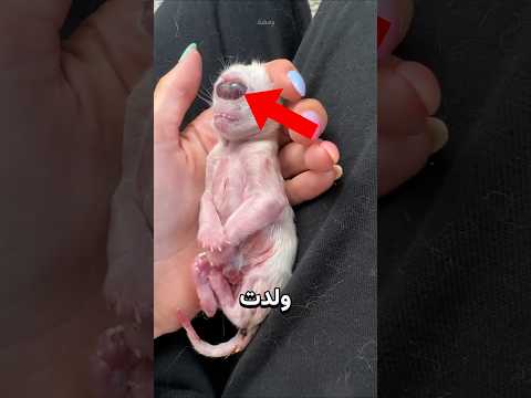 قطة بعينٍ واحدة… والسبب صادم ? thumbnail