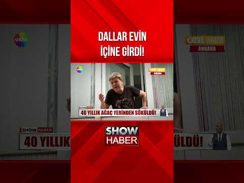 Dev ağaç binaya yaslandı! #showanahaber #shorts thumbnail