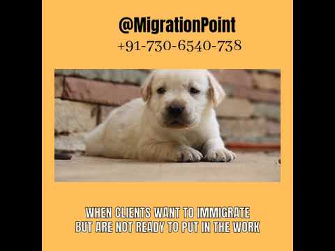 When clients want to immigrate but are not ready to put in the work #studyabroad  #immigration thumbnail
