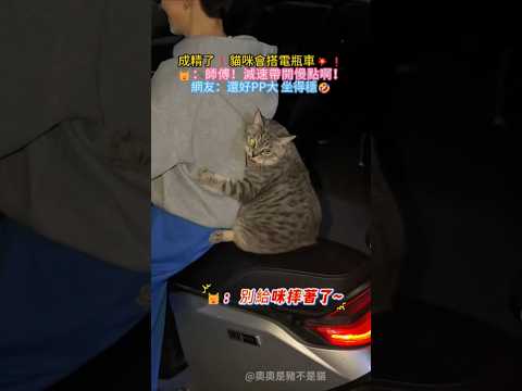 成精了🤣貓車會搭電瓶車😱❗🐱：師傅~減速帶開慢點啊😳 網友：還得PP大才坐得穩啊🤣 #cat #cute #funny #shorts #funnyshorts thumbnail