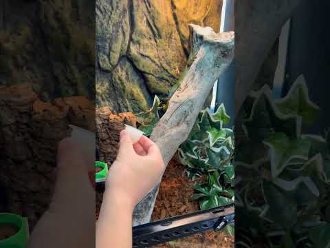 緑のヤモリに昆虫ゼリーをあげると… thumbnail