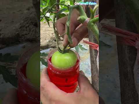 Reddening method for green tomatoes thumbnail