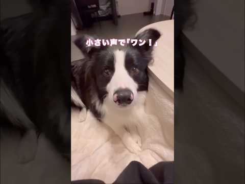催促吠えが癖付く前に置き換えられないかなと思い小さい声でワンを教えてみた #ボーダーコリー #牧羊犬 #大型犬 #shorts thumbnail