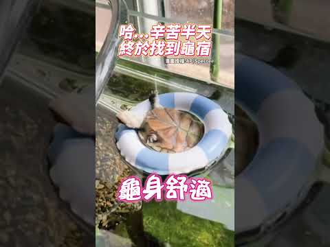 哈...辛苦半天　終於找到龜宿！@ChinaTimes #SHORTS #烏龜 #游泳 #cute  #cuteanimals #cuteturtle #可愛 #動物 #funnymoments thumbnail
