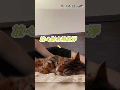 【毫無邊界感】貓咪把腳放奴才臉上！屁股還對著嘴巴XD #Shorts thumbnail