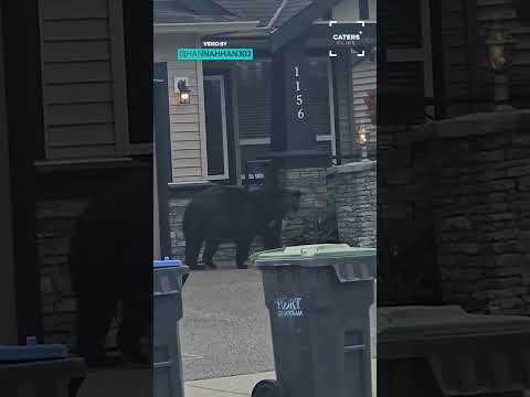 He's Just Looking For The Bear Necessities 🐻 thumbnail