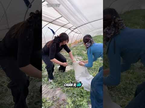 Trộm Dưa Hấu Và Cái Kết Đầy Hài Hước #shorts thumbnail