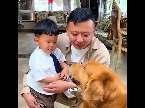 Without This Dog, the Family Would Fall Apart #pets #cute #funny #shorts thumbnail