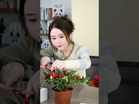 The pen made of chili is “delicious” and "useful"?#Shorts | Ms Yeah thumbnail
