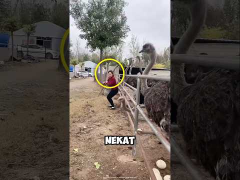niat hati nyolong telur eh malah mau nyusruk 🤯 thumbnail