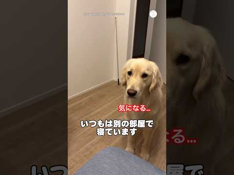 妹が来た夜、ずっとそばで寝ていたゴールデンレトリバー　　#ゴールデンレトリバー #大型犬　#犬と赤ちゃん #犬のいる暮らし #かわいい犬 thumbnail