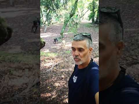 MITO OU VERDADE? Teu cão entende o que você fala? #cães #cachorro #pets #shorts #shortsfeed #dogwalk thumbnail
