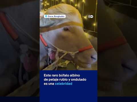 Búfalo rubio se vuelve viral por su "parecido" con Donald Trump #shorts thumbnail