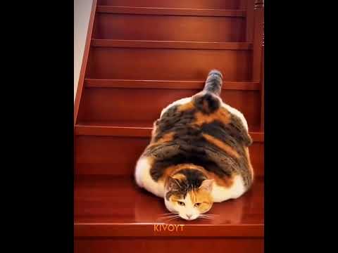 Cats Flexibility is unreal 💀 thumbnail