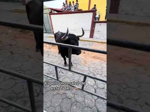 Nos salvó el perro de este TORO #shorts #shortsvideo #torosbravos #toros2026 #shortvideo #short thumbnail