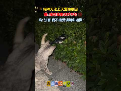 一只莫名其妙蹲在绿化带的喜鹊和一只莫名其妙打鸟的猫！ thumbnail