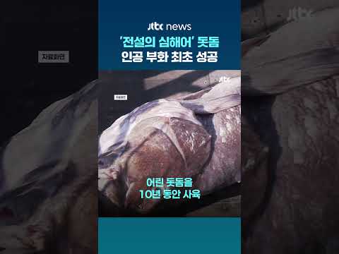 연간 30마리 잡히던 '전설의 심해어' 돗돔…세계 최초 인공 부화 성공 #JTBC #Shorts thumbnail