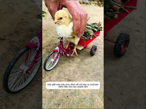 Gà con làm hư xe đạp của chủ #shorts thumbnail