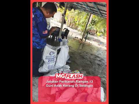 Jabatan Perikanan Rampas 13 Guni Anak Kerang Di Selangor #MGFlash thumbnail
