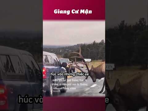 Cứu vật vật trả ơn 🫎 #giangcuman thumbnail