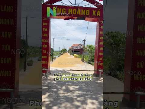 Phép vua thua lệ làng phơi lúa chắn cả cổng thumbnail