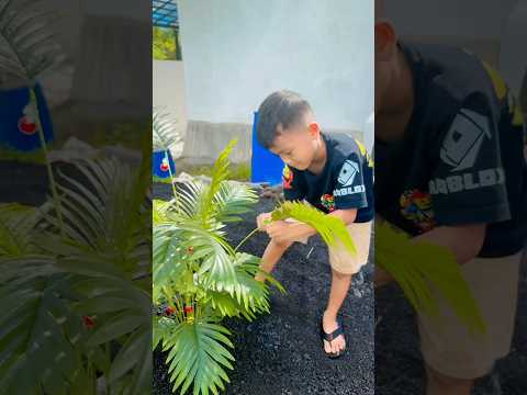 Ternyata tumbuh dan berbuah banyak⁉️|| Deffan Yeye Chanel || #shorts thumbnail