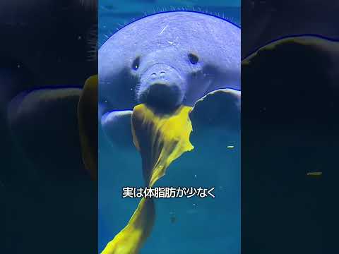 マナティーに触ってはいけないワケ thumbnail