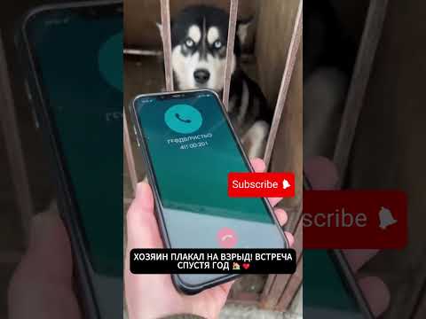 ХОЗЯИН ПЛАКАЛ НА ВЗРЫД! ВСТРЕЧА СПУСТЯ ГОД 🏠❤️ thumbnail