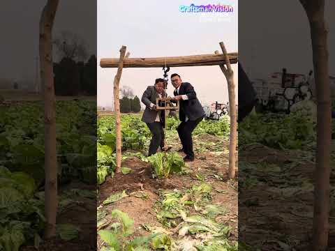 Rural artistic act:Pulling cabbages out of the field with wooden lifting frames thumbnail