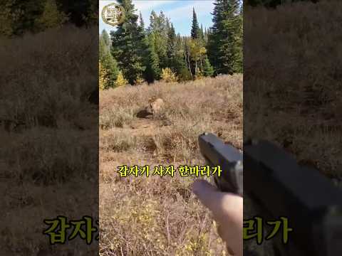 사슴 사냥하다 산사자(퓨마) 마주친 미국 남성의 충격 대처! thumbnail