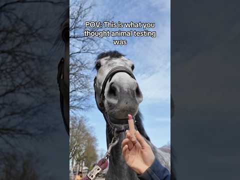 Sad to find out that’s not the case 😭 #animaltesting #animals #horses #equestrian #stallion thumbnail