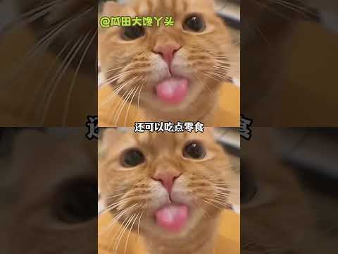 没人觉得小猫呼噜很助眠吗 #猫一直响#可爱#小猫#猫咪#宝宝 #万万没想到 thumbnail