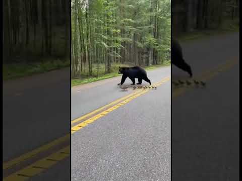 Karma 🐻 Bear Escorts Ducklings on a Road Adventure #karma #wildlife #shorts thumbnail